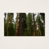 ヨセミテ国立公園のマリポサグローブ (裏面)