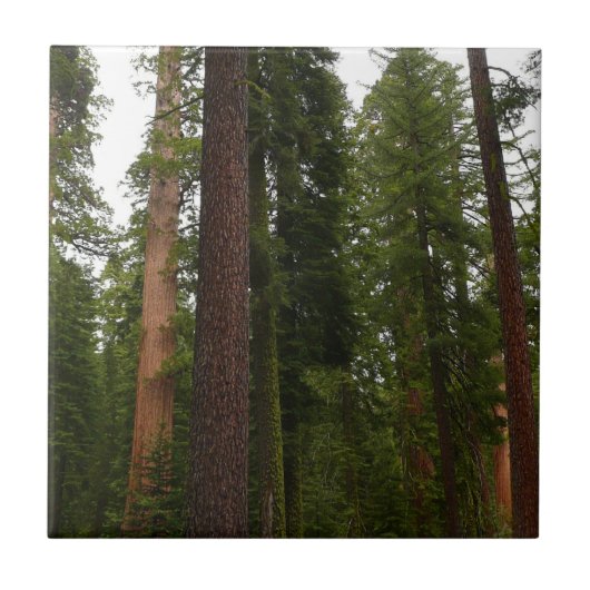 ヨセミテ国立公園のマリポサグローブ タイル (正面)