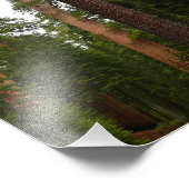 ヨセミテ国立公園のマリポサグローブ フォトプリント            (角)