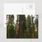 ヨセミテ国立公園のマリポサグローブ ポストカード (正面/裏面)