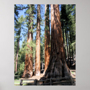 ヨセミテ国立公園続編ポスター ポスター