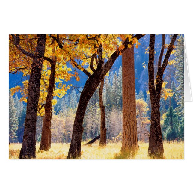 ヨセミテ国立公園 (正面横)