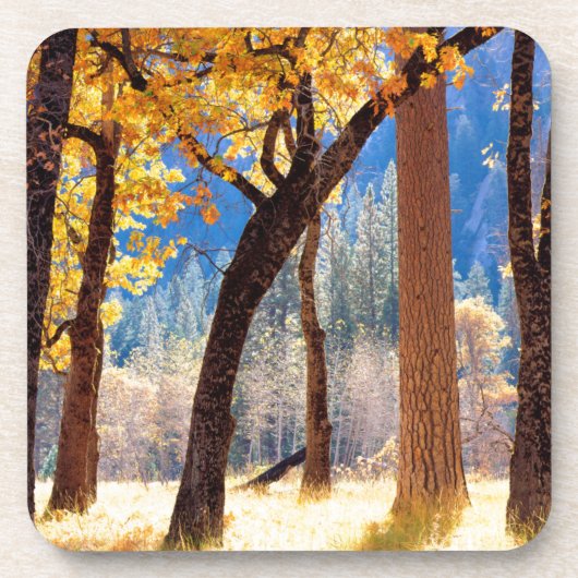 ヨセミテ国立公園 コースター (正面)