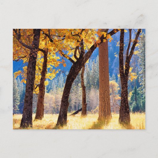 ヨセミテ国立公園 ポストカード (正面)