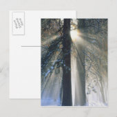 ヨセミテ国立公園 - 陽光のストリーム ポストカード (正面/裏面)