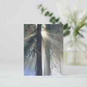 ヨセミテ国立公園 - 陽光のストリーム ポストカード (スタンド正面)