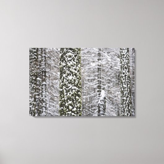 ヨセミテ渓谷の雪に覆われた木の幹 –  キャンバスプリント (正面)