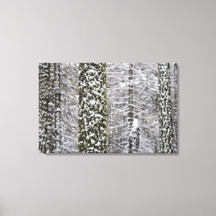 ヨセミテ渓谷の雪に覆われた木の幹 –  キャンバスプリント