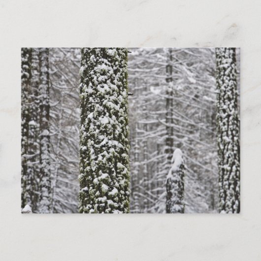 ヨセミテ渓谷の雪に覆われた木の幹 –  ポストカード (正面)