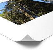 ヨセミテ渓谷の高木色写真 ポスター (角)