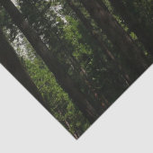 ヨセミテ滝と森の風景写真 薄葉紙 (詳細)
