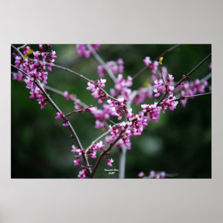 ヨセミテ色 ポスター