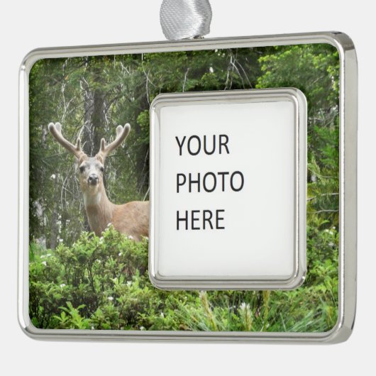ヨセミテ鹿自然撮影 シルバープレートフレームオーナメント (左)