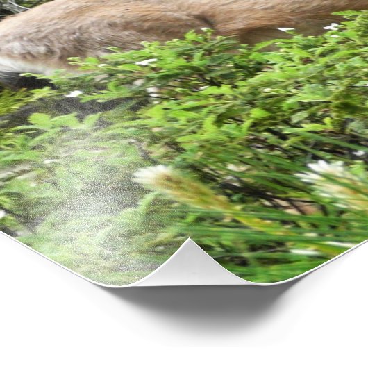 ヨセミテ鹿自然撮影 フォトプリント            (角)