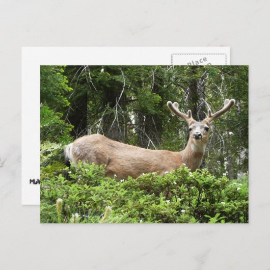 ヨセミテ鹿自然撮影 ポストカード (正面/裏面)