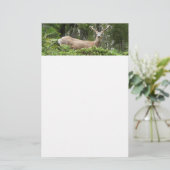 ヨセミテ鹿自然撮影 便箋 (スタンド正面)