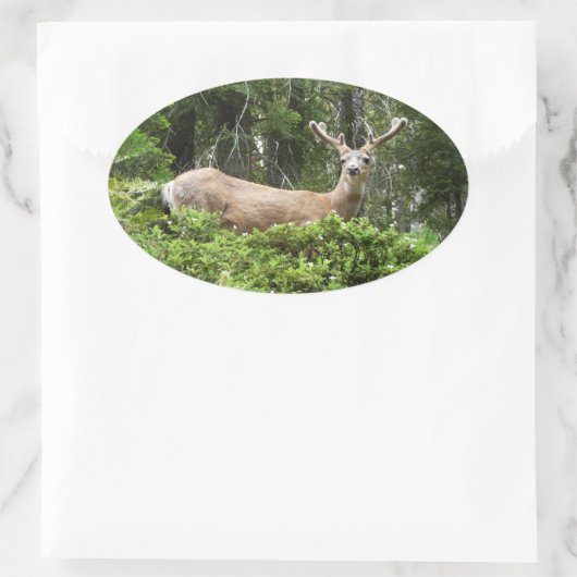 ヨセミテ鹿自然撮影 楕円形シール (バッグ)
