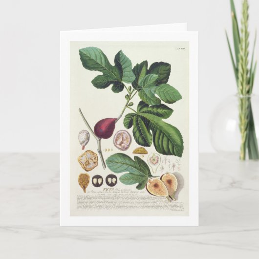 ヨハンヤコブHaidの(1704-67年の)プレートによって刻まれるイチジク カード (正面)