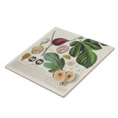 ヨハンヤコブHaidの(1704-67年の)プレートによって刻まれるイチジク タイル (側面)