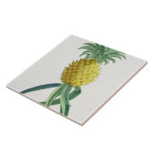 ヨハンヤコブHaid (1704-67年)が刻むパイナップル タイル (側面)