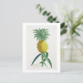 ヨハンヤコブHaid (1704-67年)が刻むパイナップル ポストカード (スタンド正面)