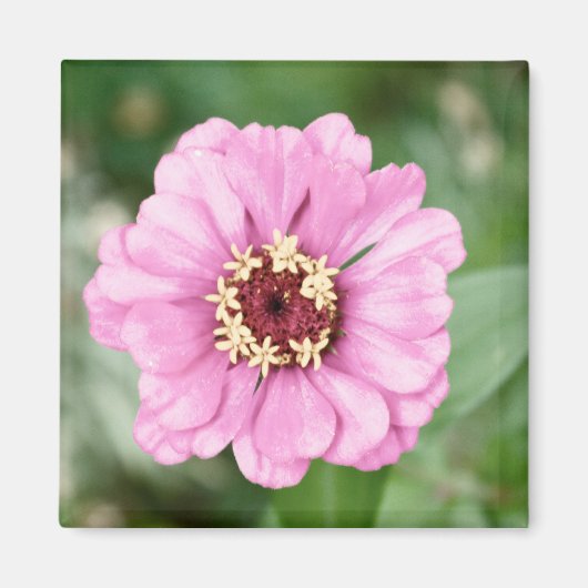 ヨハン美しい マグネット (正面)