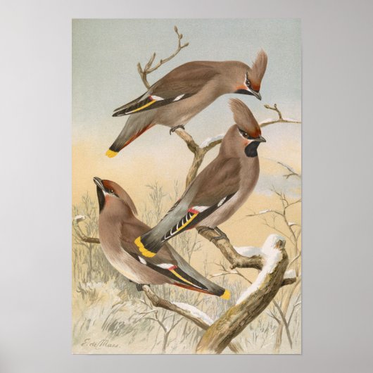 ヨハン・フリードリヒ・ナウマンによるアンペリス・ガルール ポスター (正面)