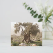 ヨルダン北部の古代オリーブの木 ポストカード (スタンド正面)