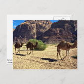 ヨルダン砂漠ワディラム砂漠のラクダ ポストカード (正面/裏面)