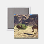 ヨルダン砂漠ワディラム砂漠のラクダ マグネット (正面/裏面)