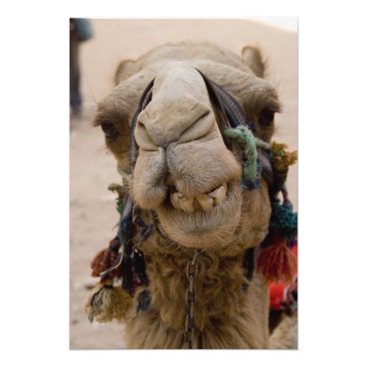 ヨルダン、ペトラの古代ナビタエの都市 フォトプリント            (正面)