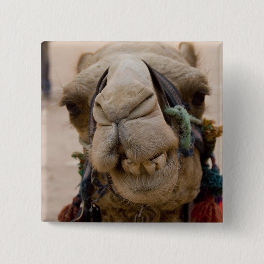 ヨルダン、ペトラの古代ナビタエの都市 缶バッジ (正面)