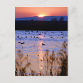 ヨロワイルドライフエリア ポストカード (正面)