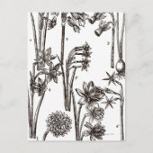 ヨンクイルの品種 ポストカード (正面)