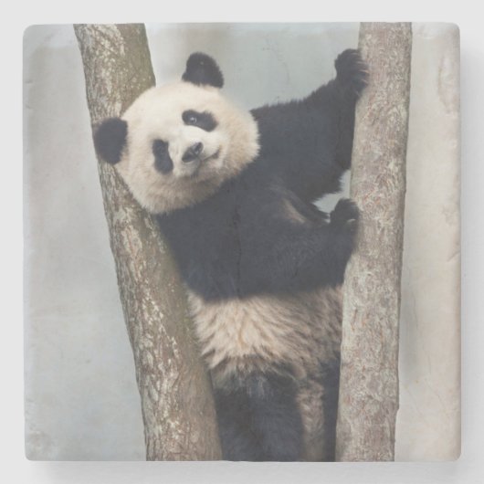 ヨンパンダ登山aツリー、中国 ストーンコースター (正面)