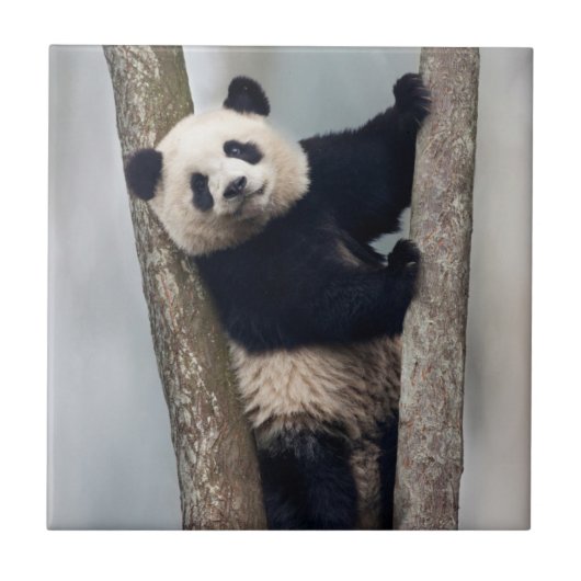ヨンパンダ登山aツリー、中国 タイル (正面)