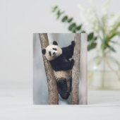 ヨンパンダ登山aツリー、中国 ポストカード (スタンド正面)