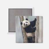 ヨンパンダ登山aツリー、中国 マグネット (正面/裏面)