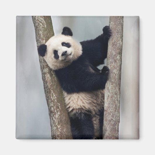 ヨンパンダ登山aツリー、中国 マグネット (正面)