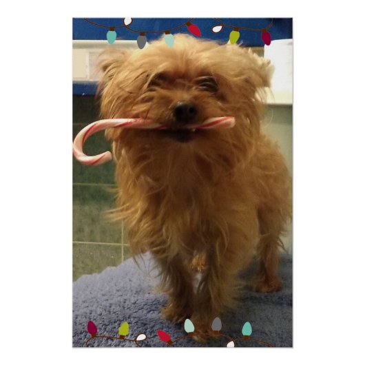 ヨーキーの犬のキャンディケーン ポスター (正面)