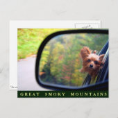 ヨーキーの犬 - 秋のドライブ - グレートスモーキー山脈 ポストカード (正面/裏面)