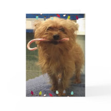 ヨーキ―の犬のクリスマスカード　キャンディーケーン