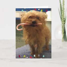 ヨーキ―の犬のクリスマスカード　キャンディーケーン カード