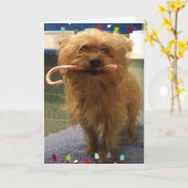 ヨーキ―の犬のクリスマスカード　キャンディーケーン カード (黄色い花)