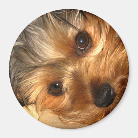 ヨークアイズマグネット マグネット (正面)