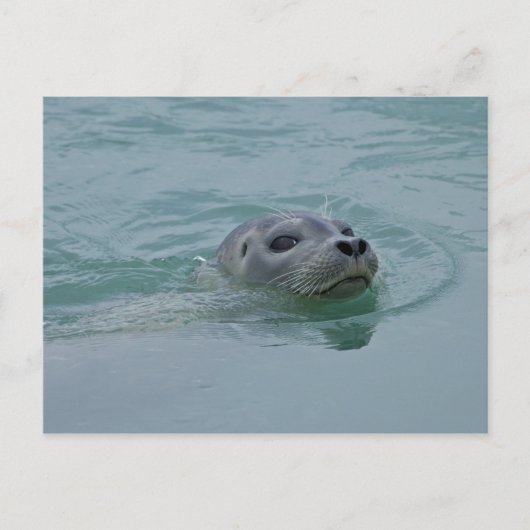 ヨークサルスラン氷河湖で泳ぐゼニガタアザラシ ポストカード (正面)