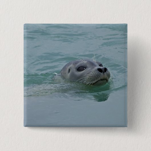 ヨークサルスラン氷河湖で泳ぐゼニガタアザラシ 缶バッジ (正面)