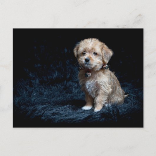 ヨークシャテリアの子犬の郵便はがき ポストカード (正面)