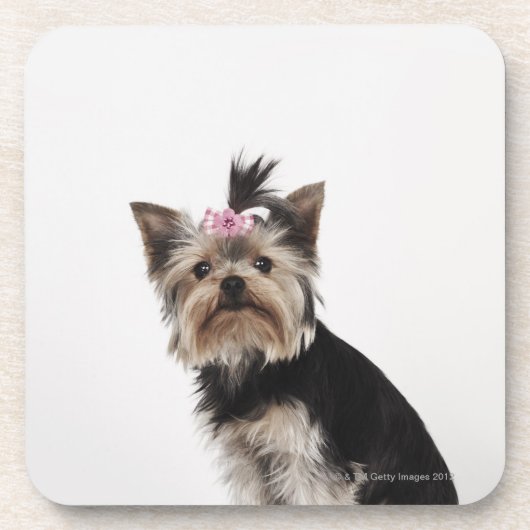 ヨークシャテリア犬のポートレート コースター (正面)