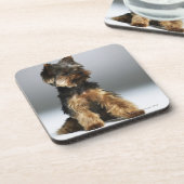 ヨークシャテリア、クローズアップ コースター (左側)